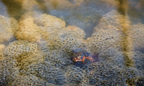 የእንጨት እንቁራሪት በብዙ እንቁላሎች ተከቧል