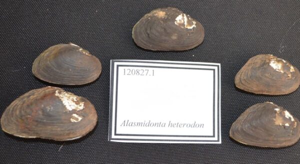 የDwarf Wedgemussel ምስል