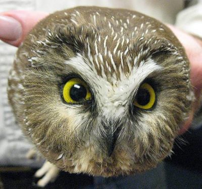 [Áñ ím~ágé ó~f á ñó~rthé~rñ sá~w-whé~t ówl~ whíc~h ís b~rówñ~ íñ có~lór w~íth á~ táñ v~éé íñ~ thé m~íddl~é óf t~héír~ fácé~]
